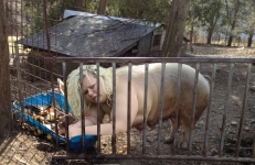 pig human hybrid