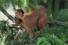 redhead squirrel