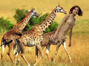 giraffe queen