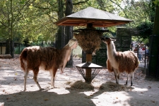 llamagirls have a meal together