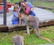 kangaroo in the zoo