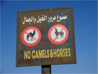 no camels or horses