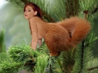 red haired squirrel