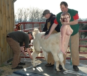 shearing a llama girl
