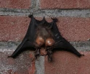 big boobs small bat