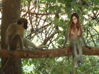 two talking monkeys