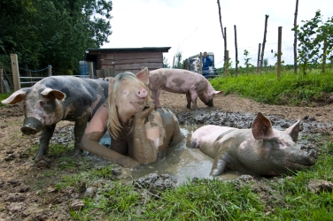 piggirl wallowing in the mud on a summers day