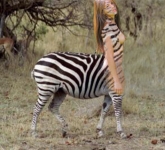 zebra girl