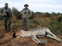 zebrataur killed by hunter